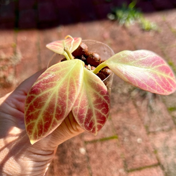 Hoya sunrise rooted cutting - Picture 4 of 4